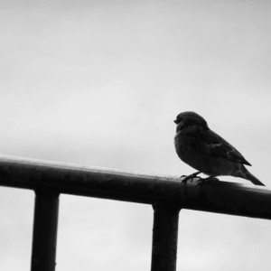 صورة من التدوينة: i_am_already_lost_with_you__by_cafedeparis-300x300.jpg